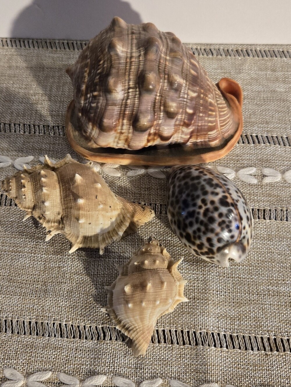 4 Beautiful Sea Shells - Picture 2 of 7